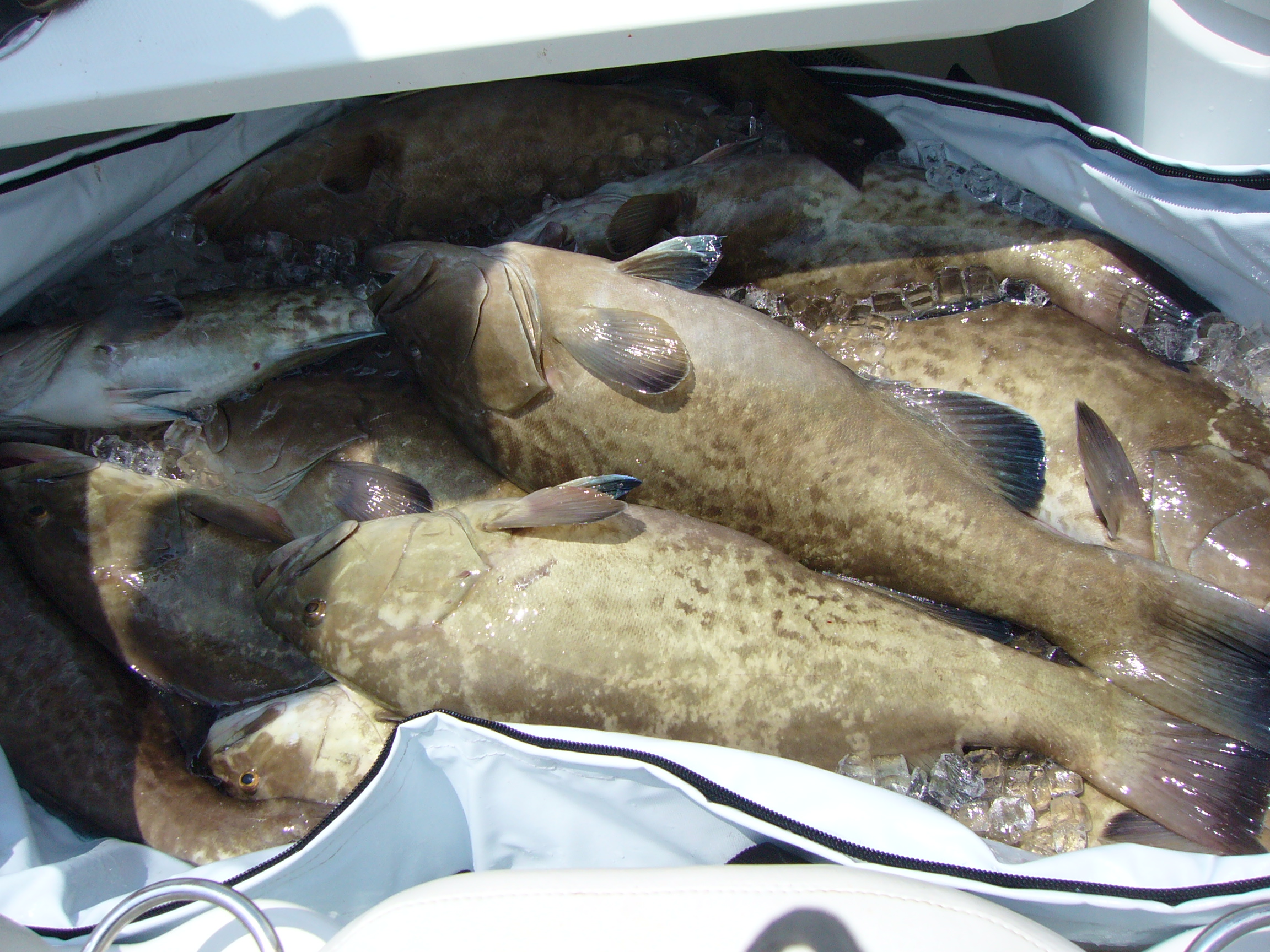 Fishing with Captain Feeken on May 17 of 2008 026